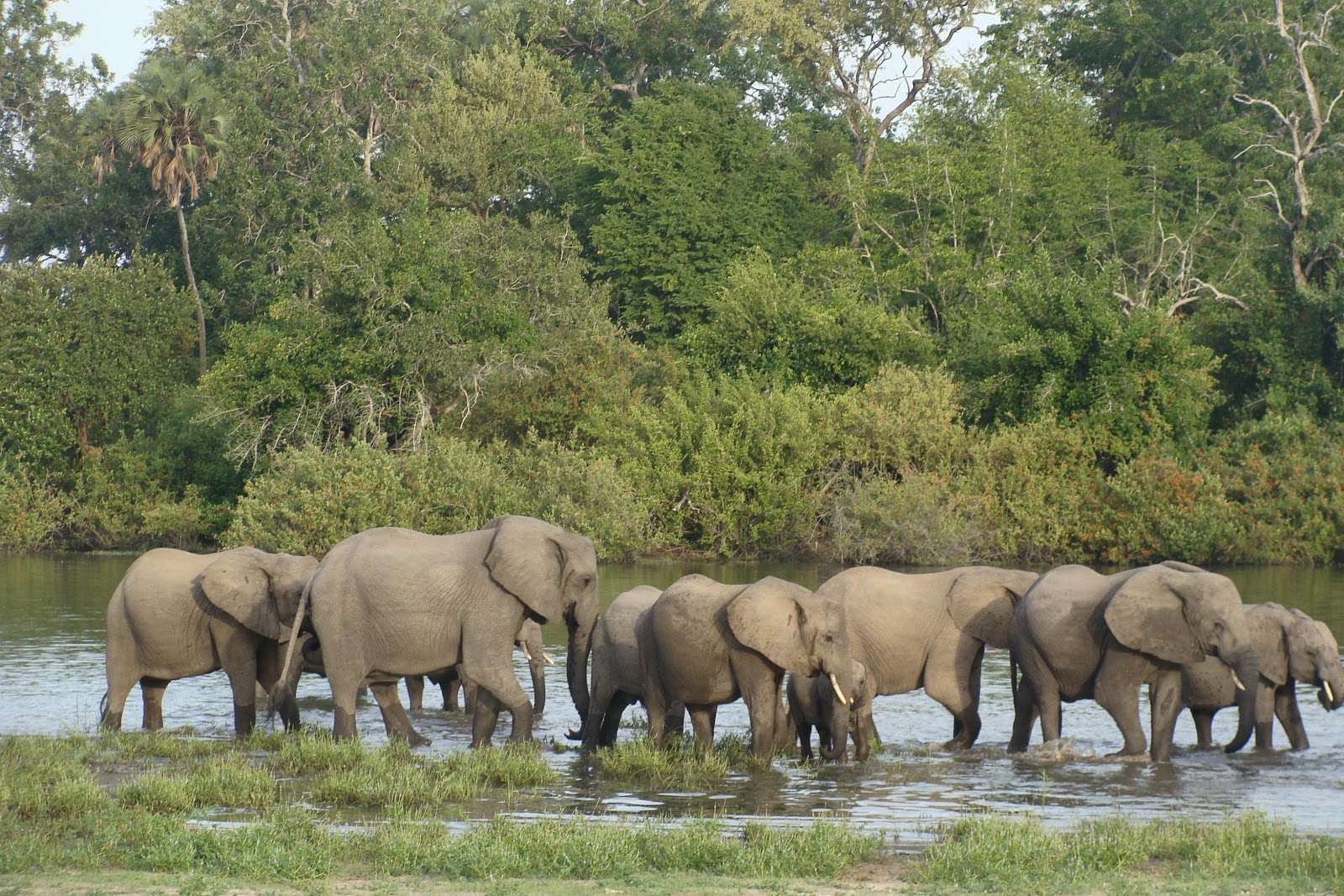 4_DAYS_3_NIGHTS_SELOUS_NATIONAL_PARK4day
